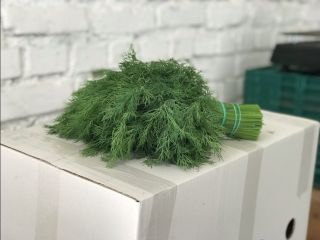 Przyjmujemy zamówienia kontraktowe na zioła ( koperek, pietruszka, koledra,