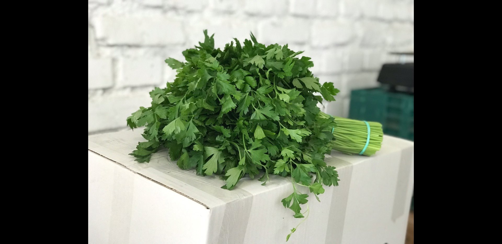 Przyjmujemy zamówienia kontraktowe na zioła ( koperek, pietruszka, koledra, mięta) cięte w pęczkach 0,500-0,150 kg