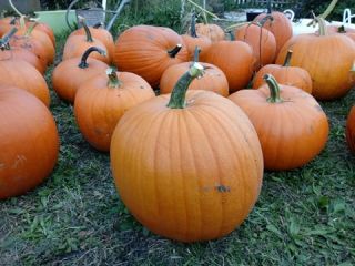 Dynie - odmiana Halloween jak i tradycyjna pomarańczowa Bambino