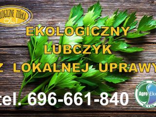 Sprzedam jednorazowo około 200kg lubczyku. Lubczyk różnej jakości. Ekologiczna,