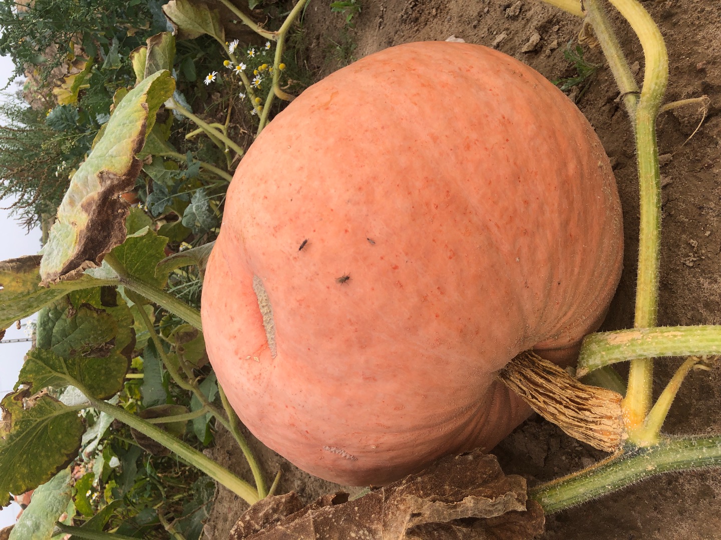 Sprzedam dynie melonowa, bambino