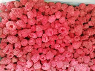 Oferujemy produkty mrożone! Dostępne mrożone jagody - maliny, jeżyny,