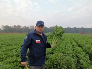 Seler naciowy odmiana Tango, super zdrowy, bez jakichkolwiek porażeń,