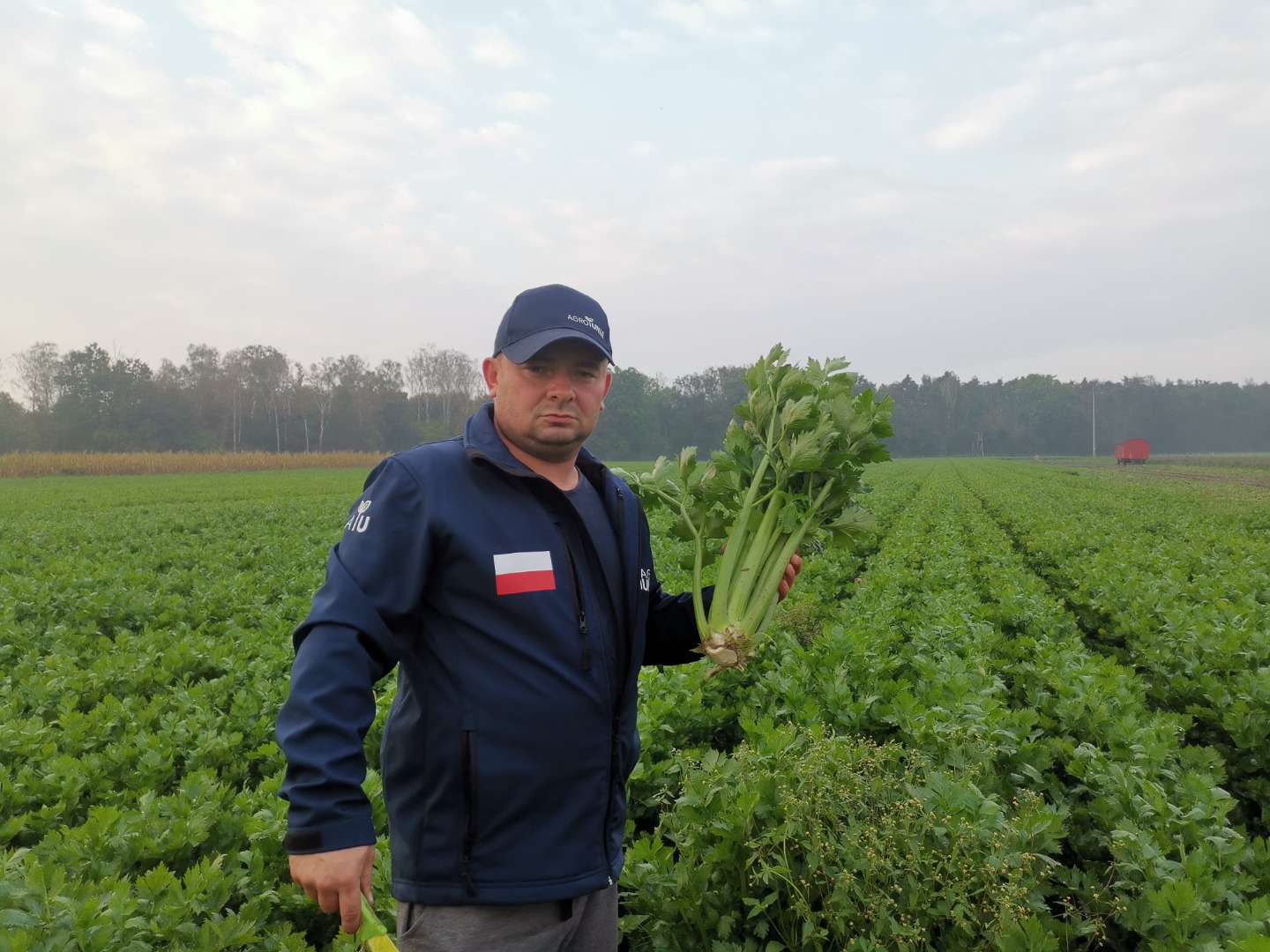 Seler naciowy odmiana Tango, super zdrowy, bez jakichkolwiek porażeń, duże ilości, szykowany luzem w skrzyniach lub wg ustaleń