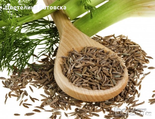Sprzedaję nasiona kopru