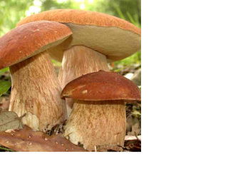 fresh mushrooms max two days after harvesting. price in