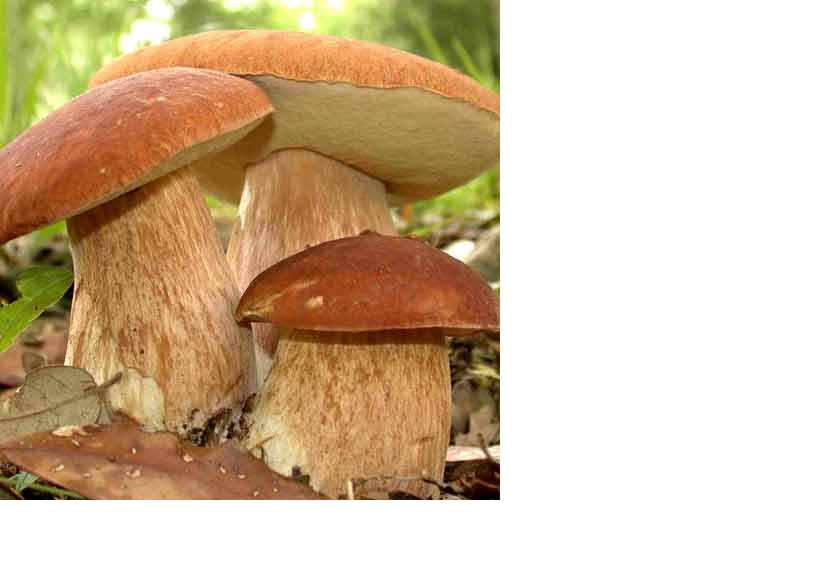 fresh mushrooms max two days after harvesting