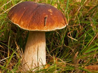 Skupuje Borowika Białego 20zl. Kg Podgrzybek Mały - 3zł