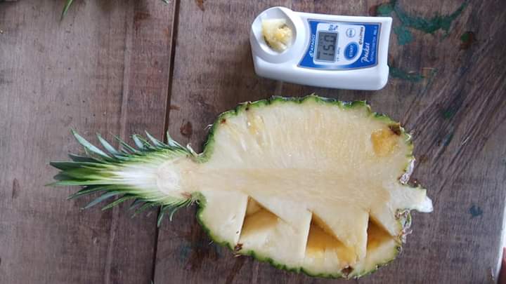 Mamy dostępny ananas z Wybrzeża Kości Słoniowej w zachodniej Afryce