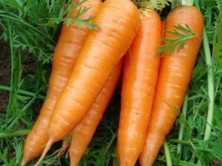Xiamen China Fresh Red Carrot Szczegółowy opis produktu Rodzaj: