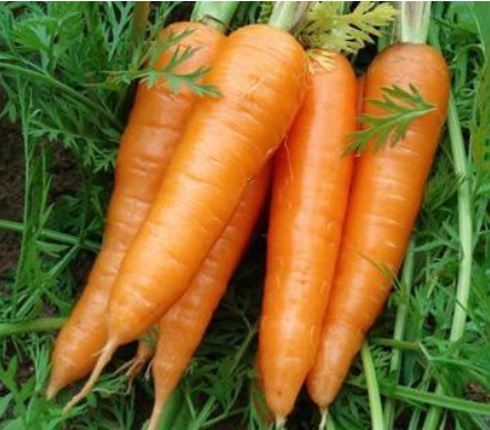 Xiamen China Fresh Red Carrot Szczegółowy opis produktu Rodzaj: Marchewka Rodzaj produktu: Warzywny Styl warzywny: Świeża odmiana: 316 Rodzaj uprawy: Wspólny