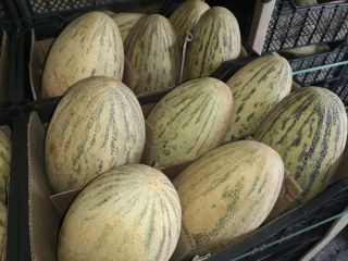 Witam, Mam na sprzedaż Melon odmiana Torpeda. Towar na