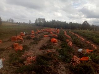 Sprzedaję marchewki rasca. Dobre i słodkie