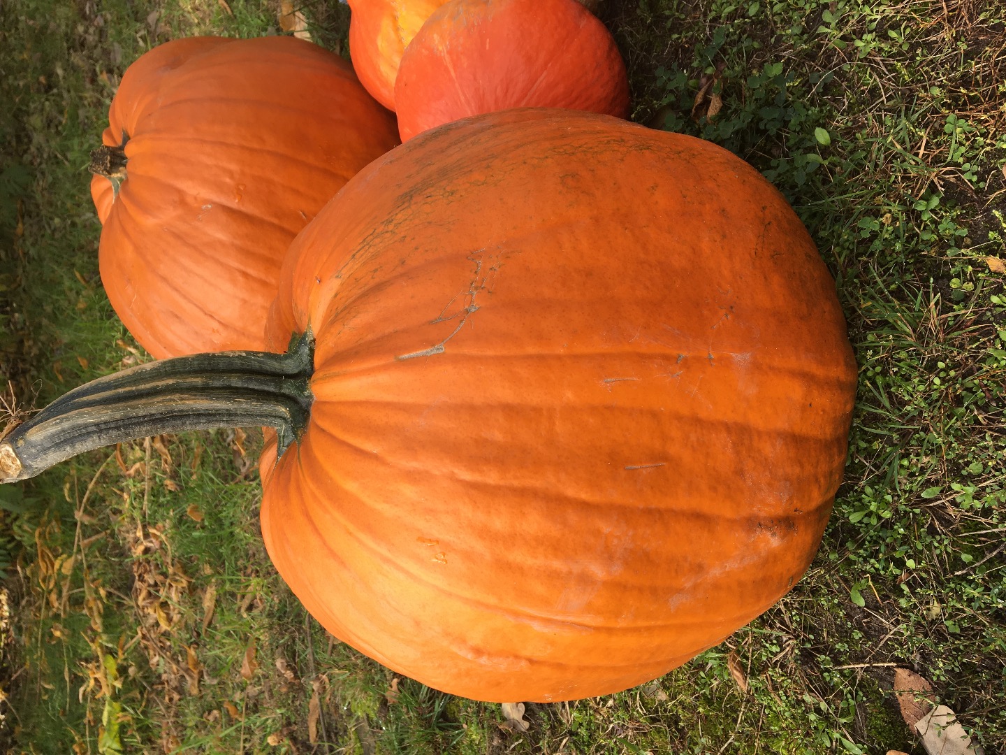Sprzedam dynię typu halloween, zainteresowanych zapraszam do kontaktu