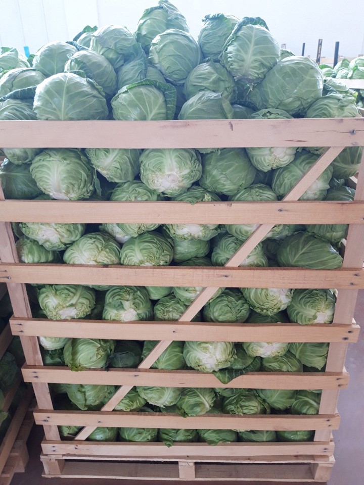Oferuję białą kapustę przez cały rok