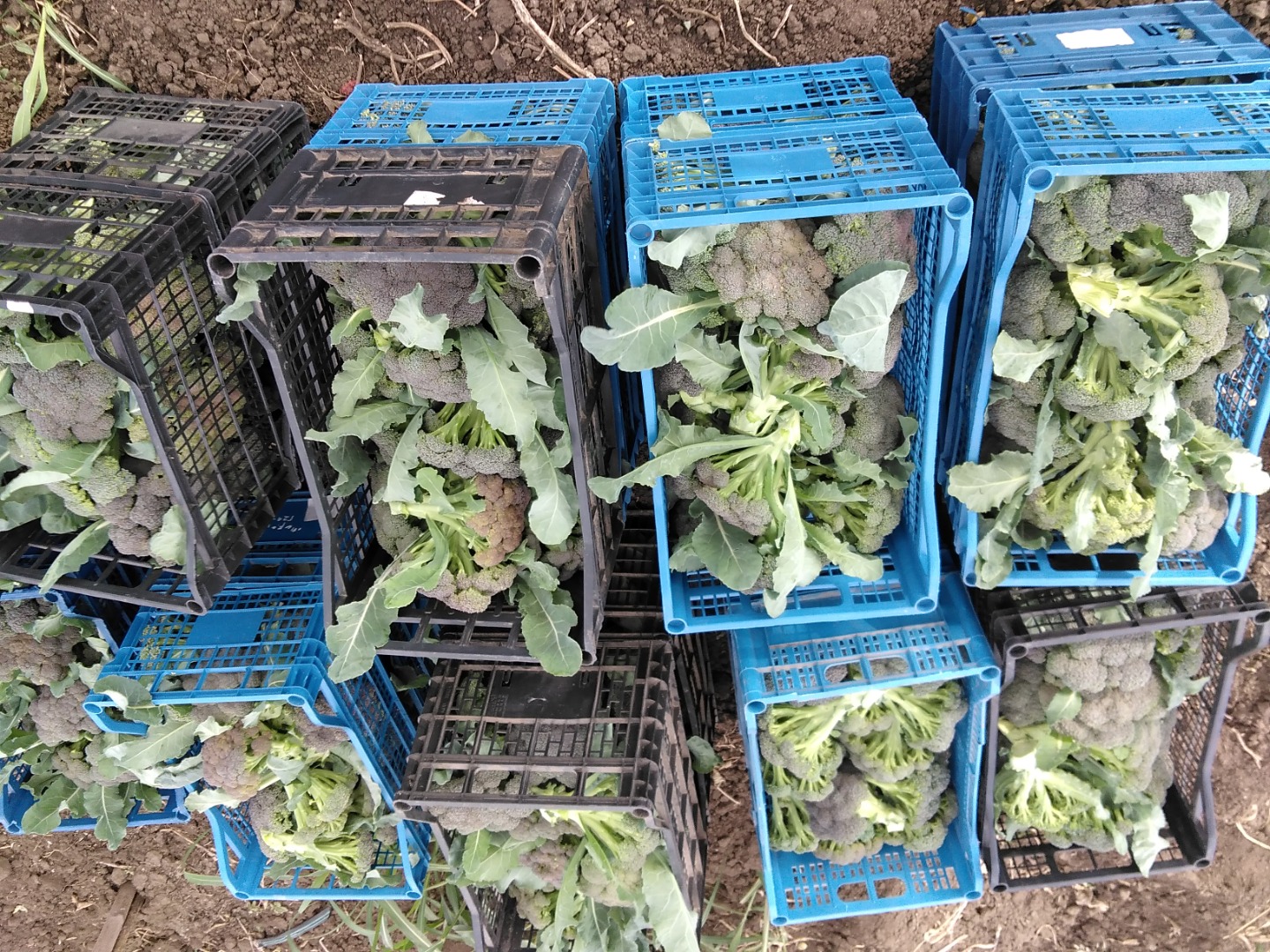 Brokuły ogrodowe produkowane w Moțăței