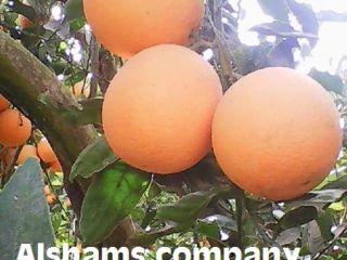 Świeża pomarańcza: Pomarańczowa pępek: (od listopada do marca) Rozmiary: