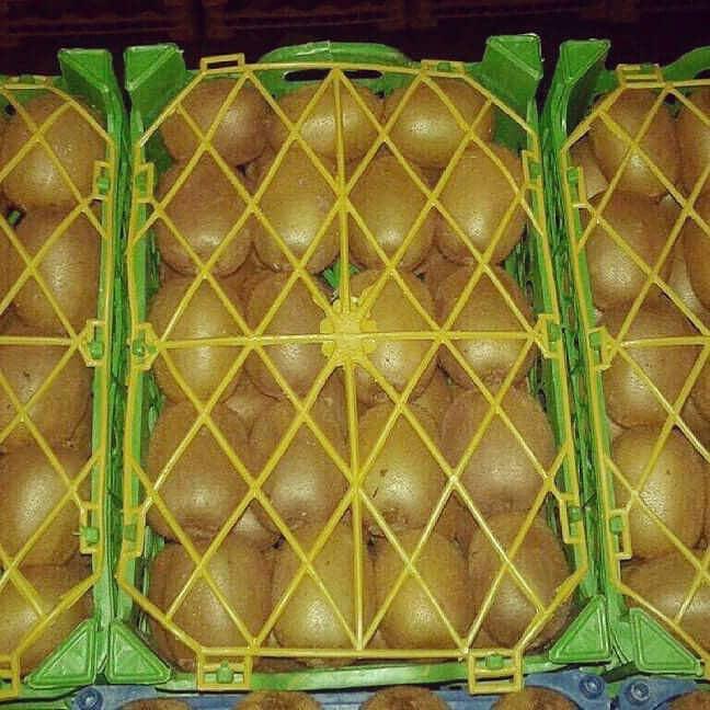 Wysokiej jakości świeże kiwi z Iranu