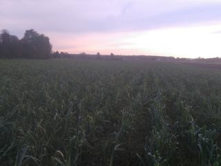 Sprzedam pora ekologicznego odmiana Lincoln i Bulgina. Hurtowe ilości