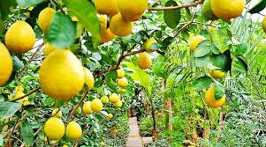 świeże limonki