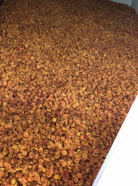 MORELE SUSZONE słodkie 1) Do przetworów : 6,50 zł/kg netto 2) kaliber „8” : 7,65 zł/kg netto 3) kaliber „2” : 12,20 zł/kg netto 4) Jumbo ( największe) : 17,04