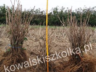 Sadzonki: porzeczka, agrest, aronia, malina, świdośliwa, jagoda kamczacka, jabłoń,