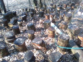 Shiitake (Lentinus Edodes) ECO, naturalny uscat (naturalnie suszony).