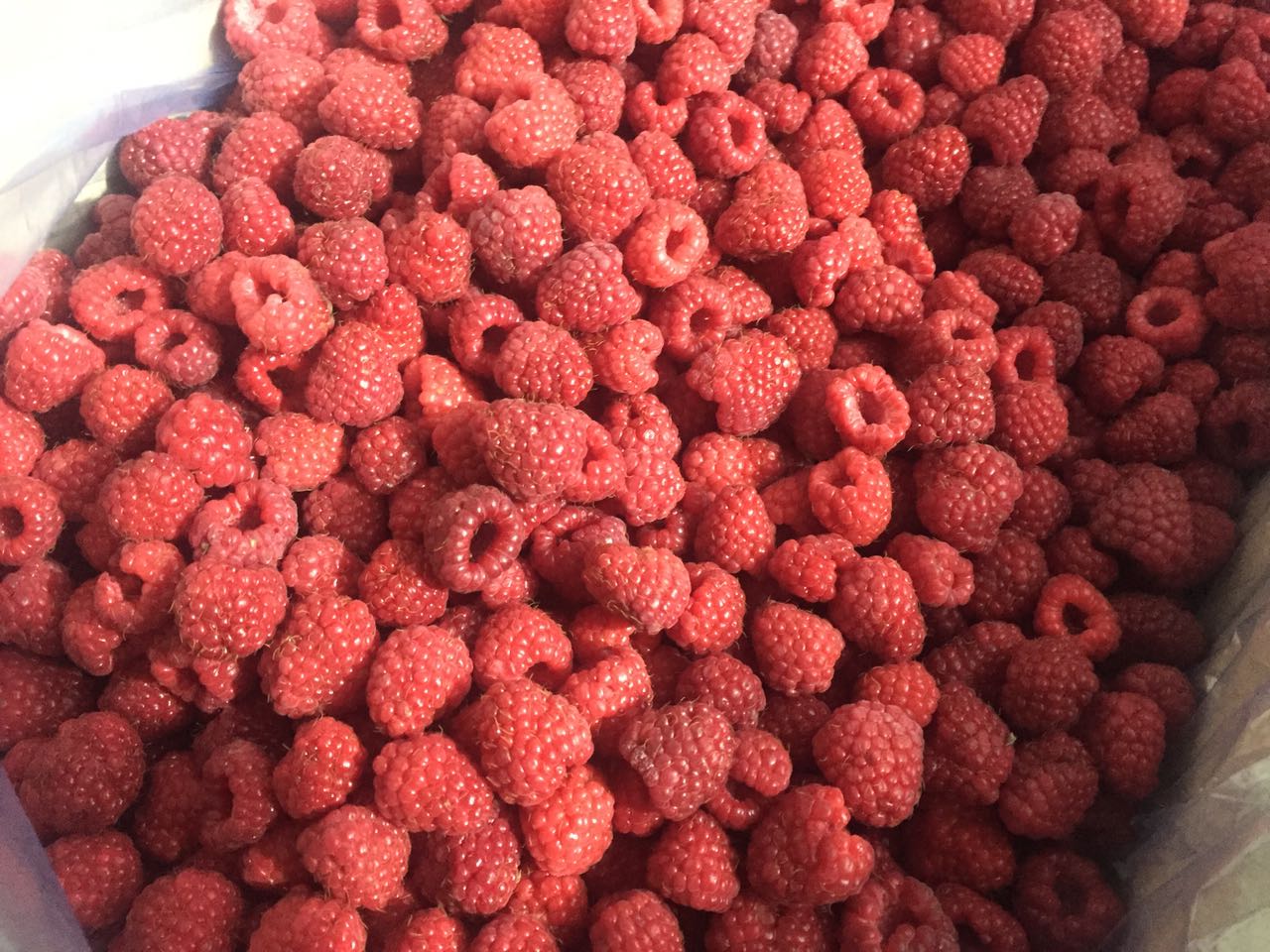 Sprzedam Malinę mrożoną tirowe ilosci , opakownie karton 8, 9, 10kg - 90/10 i grys