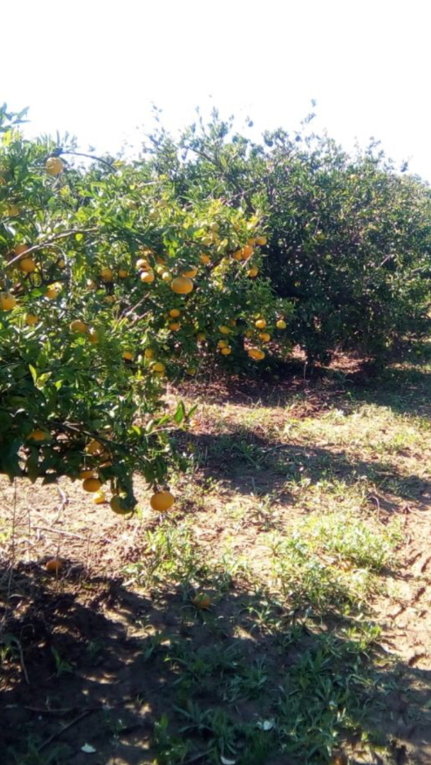 Mandarynki okręg Valencia cena z dostawą od 3,45-4,10 zł /kg