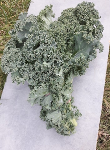 Sprzedam spore ilości jarmużu w skrzynkach lub na pęczki, w zalezności od potrzeb kupujacego