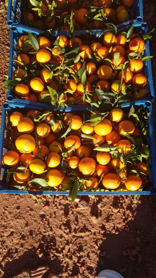 Mandarynka kraj pochodzenia Hiszpania , region Valencia