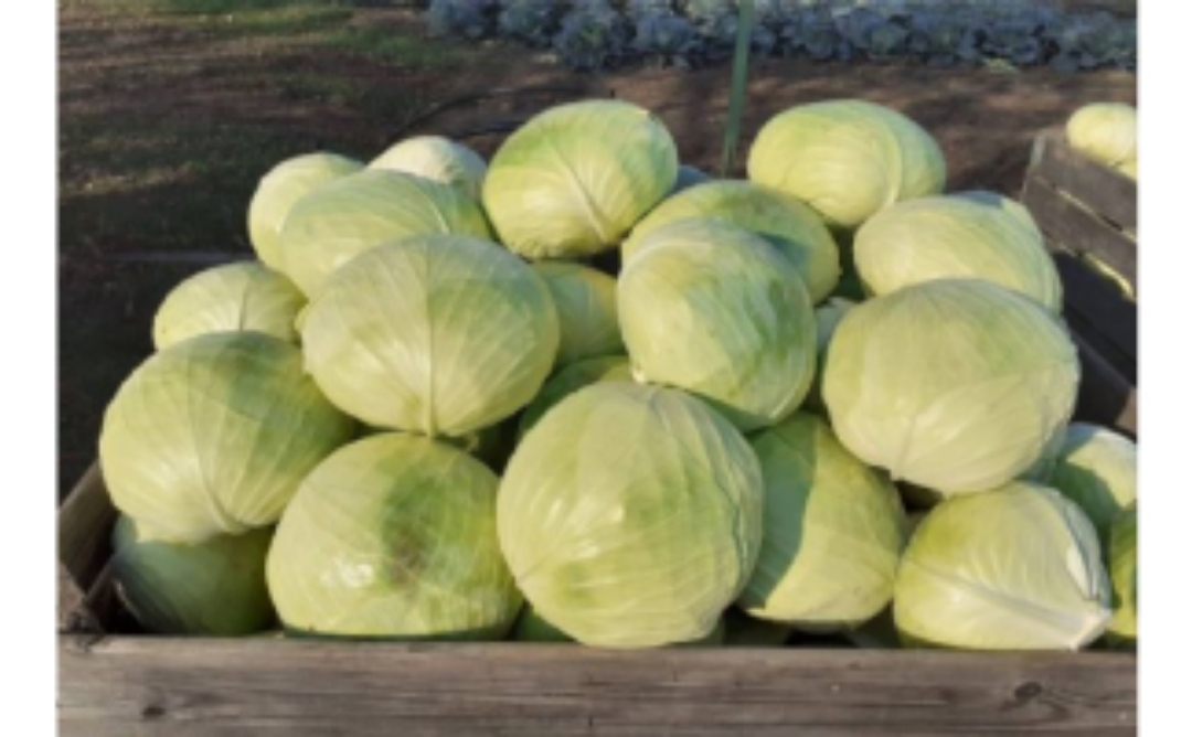 Świeża i ładna kapusta na sprzedaż waga: 2-4 kg ilość 3-6 t Skontaktuj się ze mną z pewnością 0,39 € / kg różni się ilościowo znacznie cena