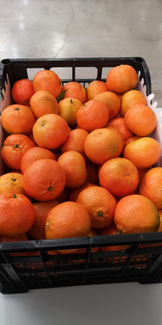 Klementyna grecka Premium CENA EXW => 0,68 € / kg w drewnianych / plastikowych pudełkach o wadze 10 kg netto
