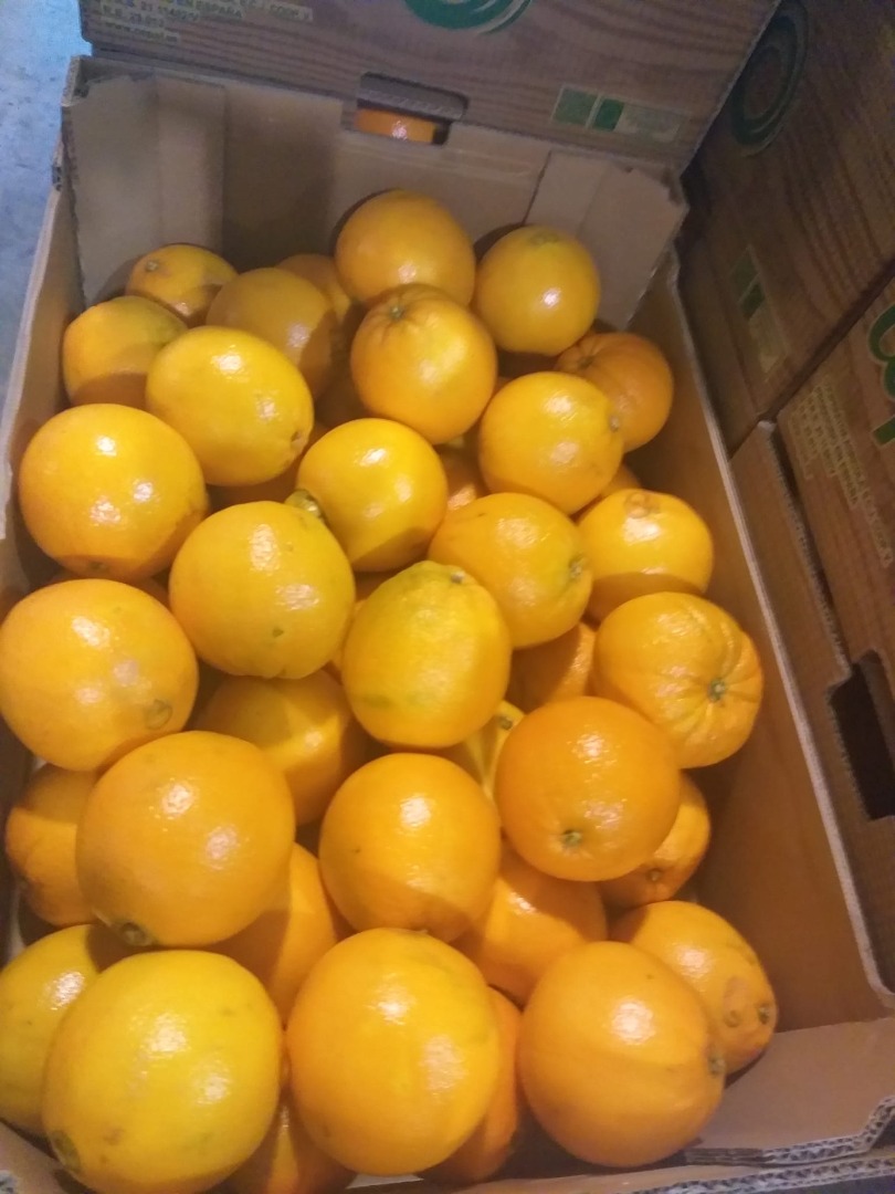 Pomarańcze Hiszpania región Valencia kal 7 8 pakowane po 15 kg w luszczce lub kartonie cena 0.50 exw