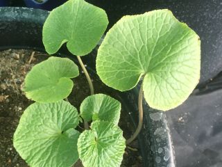 DARUMA- Thick, Excellent flavor, green color, size and crisp