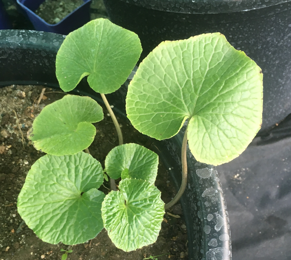 DARUMA- Thick, Excellent flavor, green color, size and crisp tast MAZUMA- Large, stiff, good storage, has more tolerance to higher temperatures GREEN THUMB