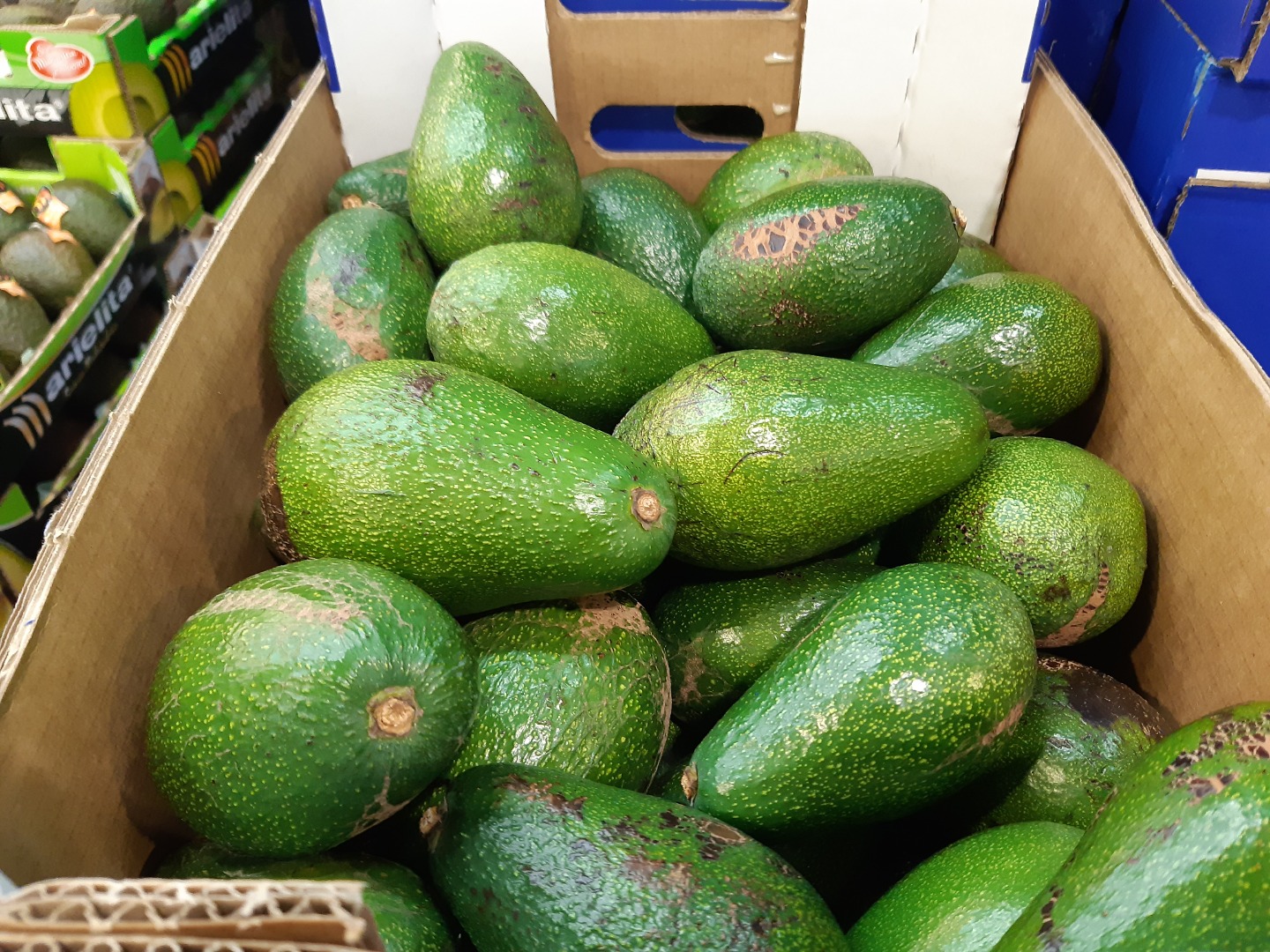 Awokado bezposrednio od producenta