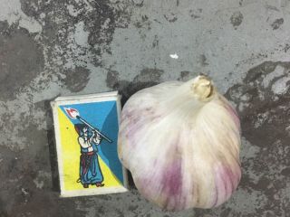 Sprzedaż świeżych odmian czosnku księżna, wielkość głowy 40 -
