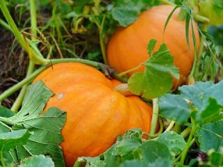 Sprzedam dyni Halloween, proszę o kontakt, jeśli jesteś zainteresowany