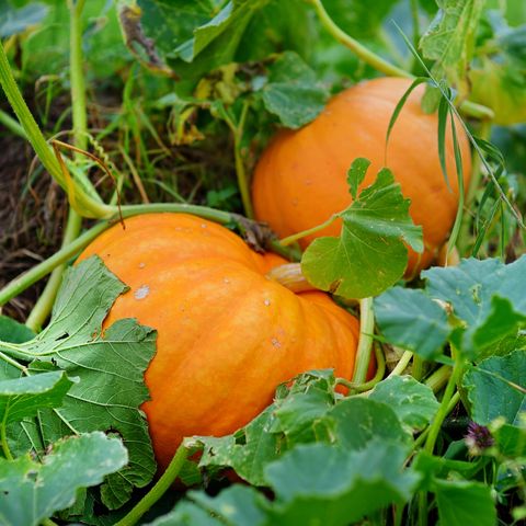 Sprzedam dyni Halloween, proszę o kontakt, jeśli jesteś zainteresowany