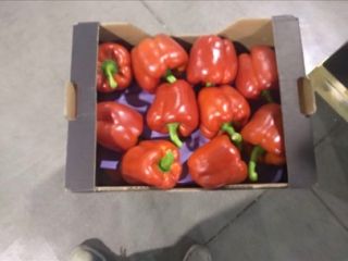 Do sprzedania czerwona papryka California Klasa 2xG Kraj pochodzenia