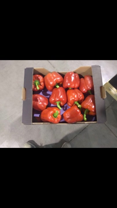 Do sprzedania czerwona papryka California Klasa 2xG Kraj pochodzenia Hiszpania Paczki 5 KG /