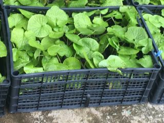 DARUMA- Thick, Excellent flavor, green color, size and crisp