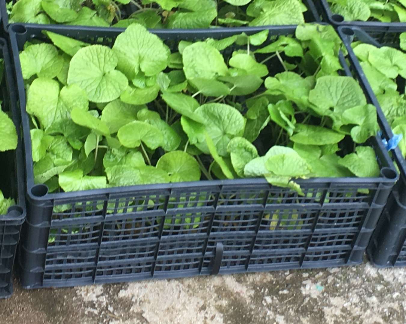 DARUMA- Thick, Excellent flavor, green color, size and crisp tast MAZUMA- Large, stiff, good storage, has more tolerance to higher temperatures GREEN THUMB