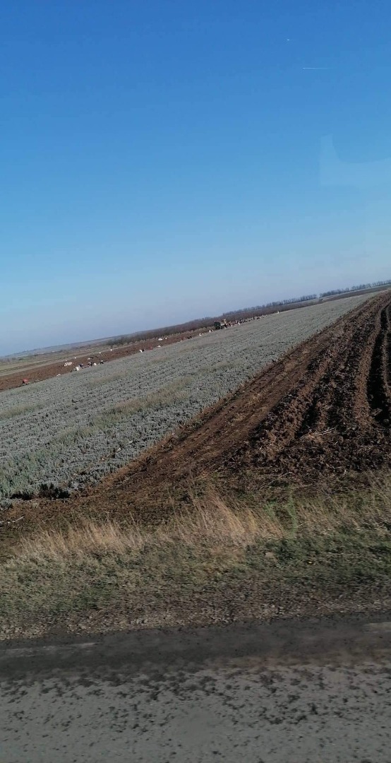 Sadzonki lawendy rajskiej i seitopolis cena 0,12lv do 0,08lv w zależności od liczby drutów