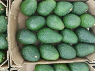 AVOCADO HASS, kaliber 14-20, karton 4 kg, pochodzenie Maroko