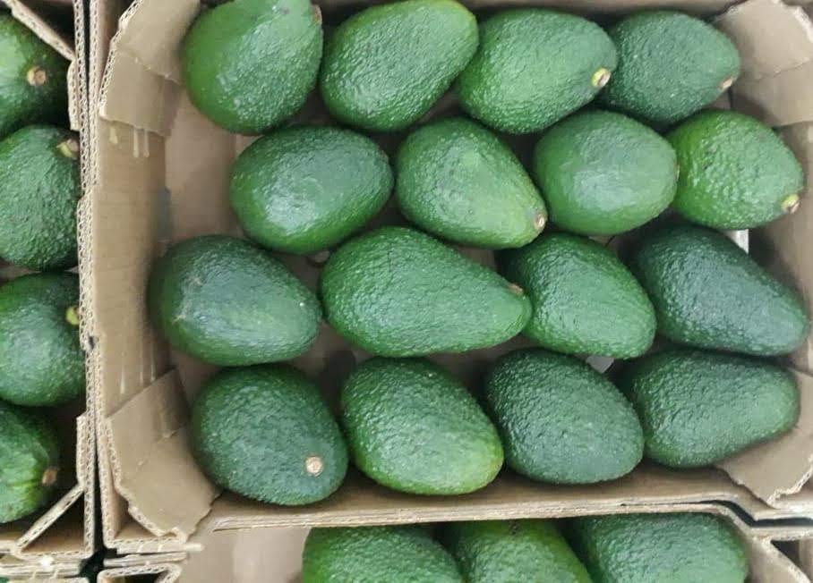 AVOCADO HASS, kaliber 14-20, karton 4 kg, pochodzenie Maroko