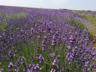Sprzedajemy rośliny Lavander, Lavandula Angustifolia, odmiana Blue Scent, 6