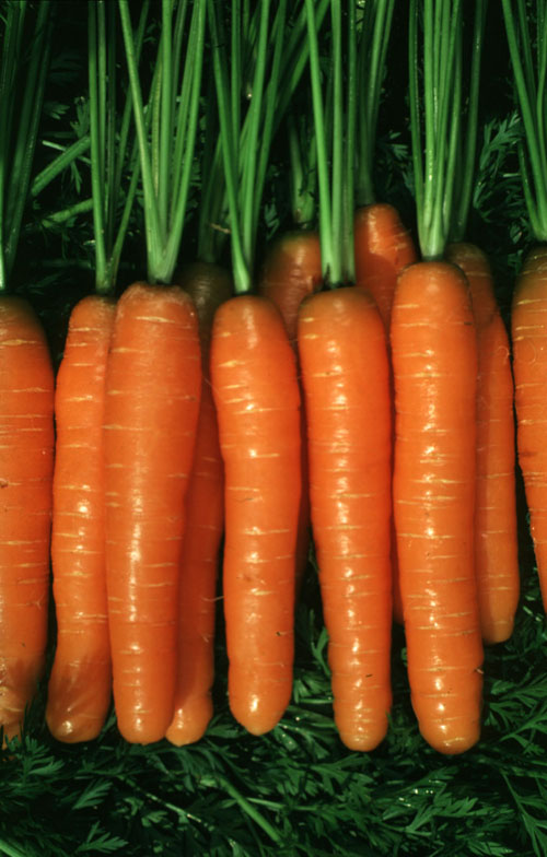 1012.10 CA 9546 F1 Ungebeizt PR Dacus carota L CA9546 F1 Nieleczony PR Rozmiar 1,4