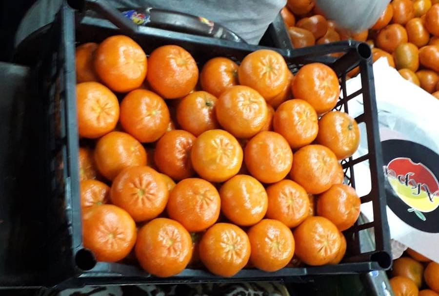 Pochodzenie: Turcja Rozmiar: średni Skórka: cienki; trudny do zerwania; powierzchnia płaska Ciało: pomarańczowa; miękkie, bardzo soczyste; smak bardzo bogaty i
